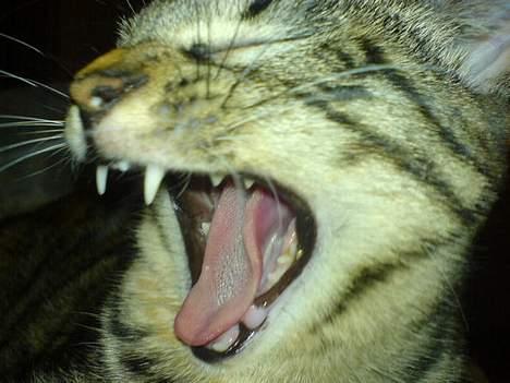 Blanding af racer Mille  - Ihh hvor jeg brøler.  billede 3