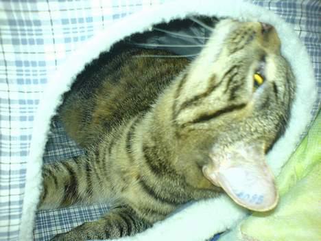 Blanding af racer Mille  - Ihh hvad er der deroppe  billede 6