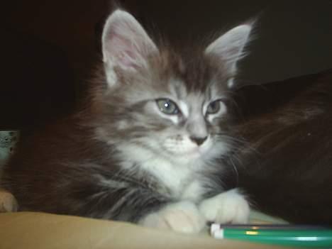 Maine Coon DK frøik amigo billede 7