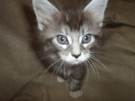 Maine Coon DK frøik amigo - Hej der oppe :b 50 dage gammle billede 8