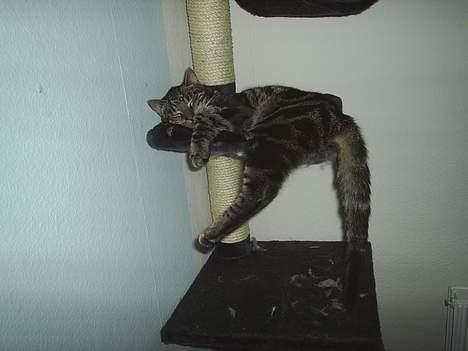 Huskat theis - her ligger jeg da meget godt sådan da  billede 12