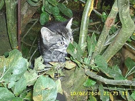 Huskat theis - gad vide hvad det her er for noget tingeling billede 13