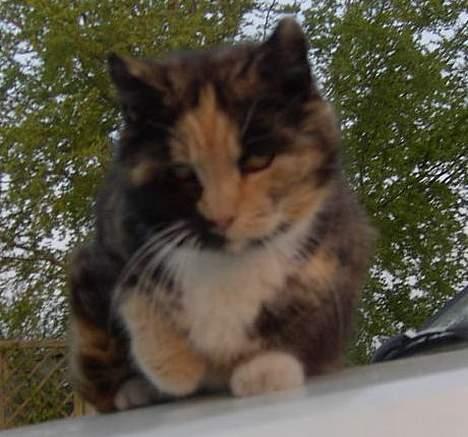 Huskat Miss Dixie  billede 1