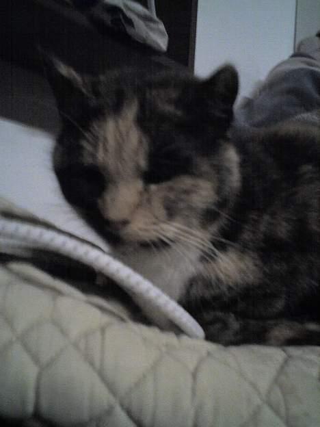 Huskat Miss Dixie  billede 2