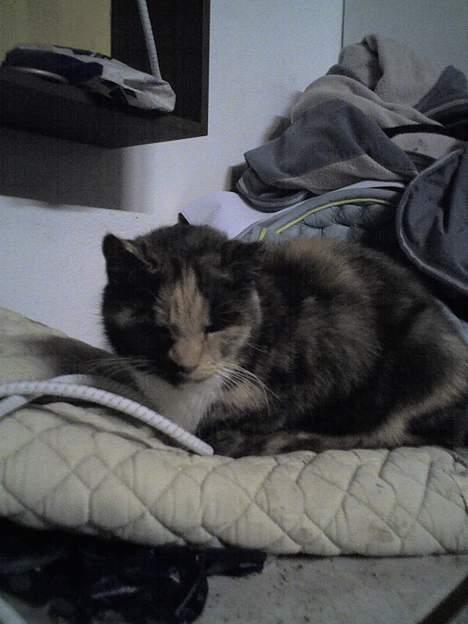 Huskat Miss Dixie  billede 3