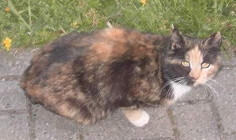 Huskat Miss Dixie  billede 4