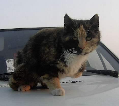 Huskat Miss Dixie  billede 5