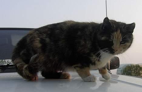 Huskat Miss Dixie  billede 6