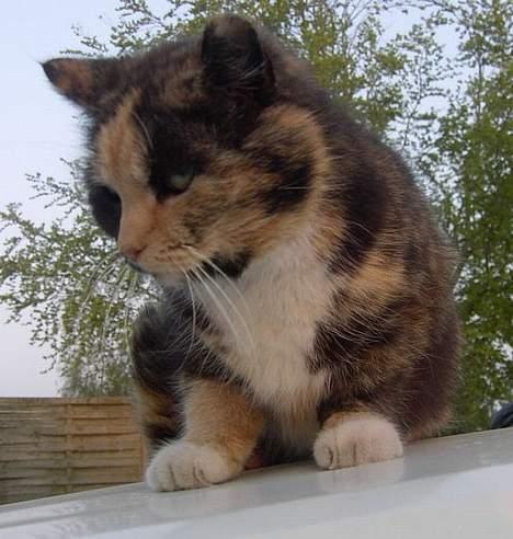 Huskat Miss Dixie  billede 7