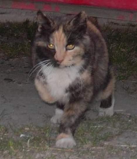 Huskat Miss Dixie  billede 8