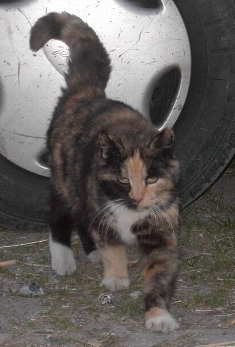 Huskat Miss Dixie  billede 9