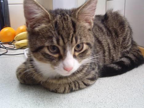 Huskat William - William billede 1