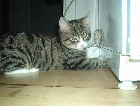 Huskat William - Prøver at få sin bold ud billede 2