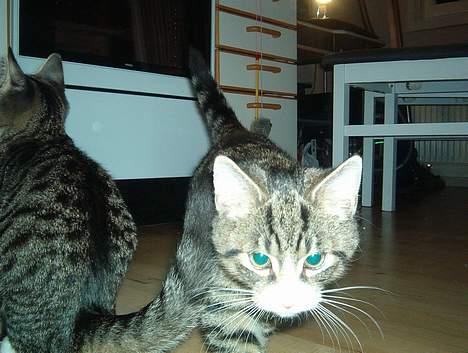 Huskat William billede 3