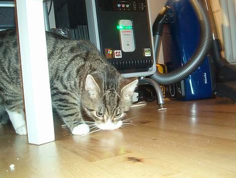 Huskat William - Leger med sin mus billede 4