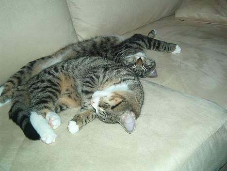 Huskat William - William og hans bror billede 5