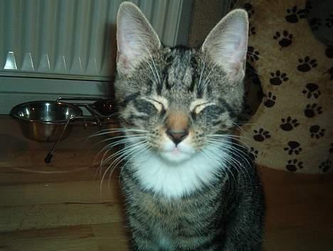 Huskat Albert billede 1