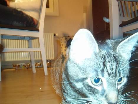 Huskat Albert billede 2