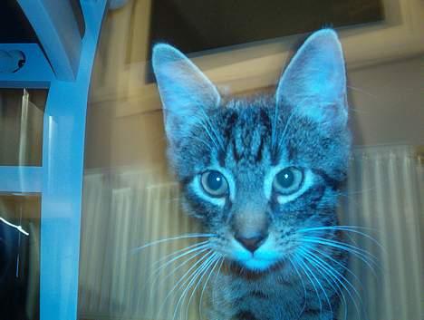 Huskat Albert billede 3