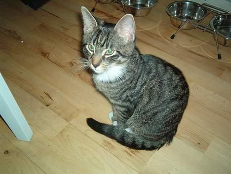 Huskat Albert billede 4