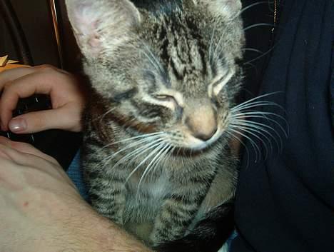 Huskat Albert billede 5