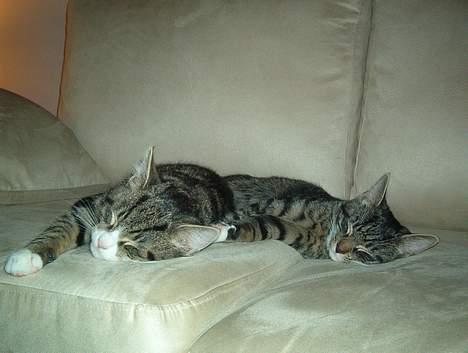 Huskat Albert billede 6