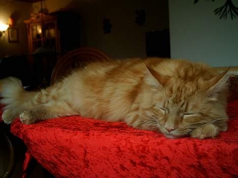 Blanding af racer Garfield billede 8