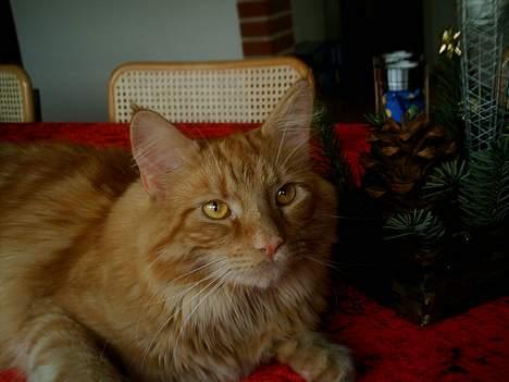 Blanding af racer Garfield billede 9