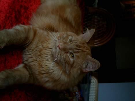 Blanding af racer Garfield billede 10