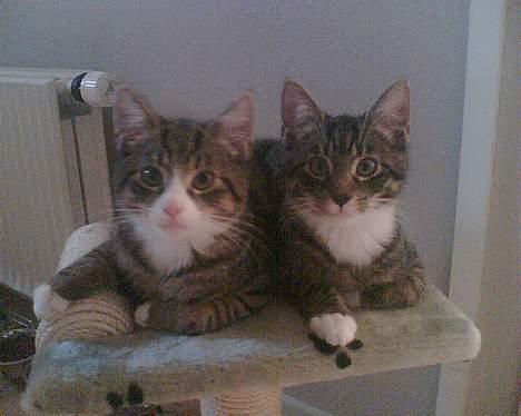 Huskat William - William/venstre Albert/Højre billede 6