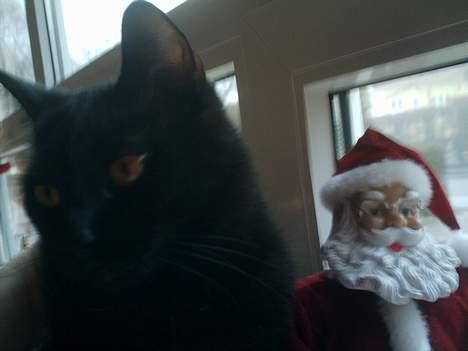 Huskat Sorteper. billede 13