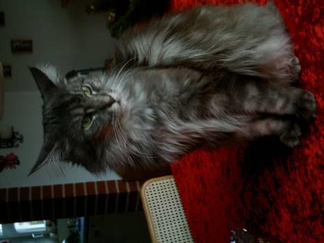 Maine Coon Chrisdahl´s Alf billede 14