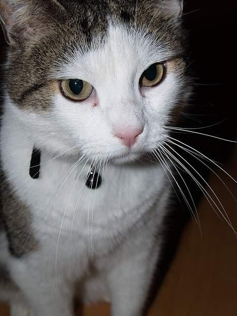 Huskat Leif billede 1