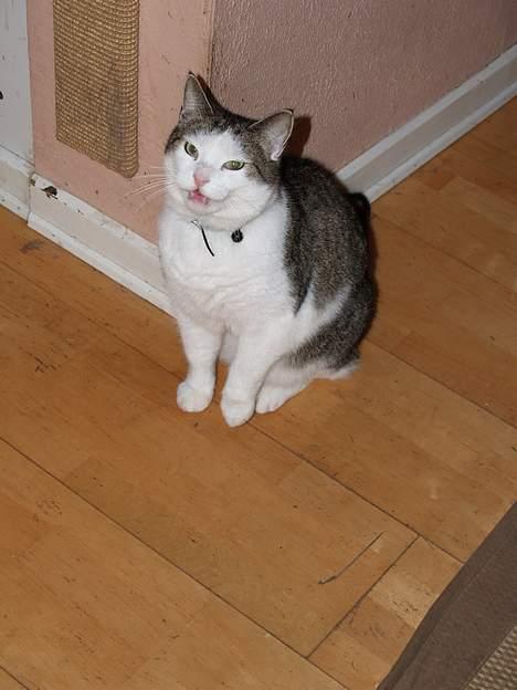 Huskat Leif billede 3