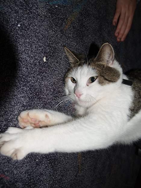 Huskat Leif billede 5