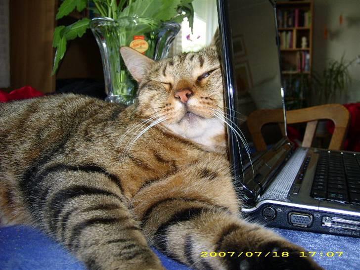 Huskat Hugo billede 15