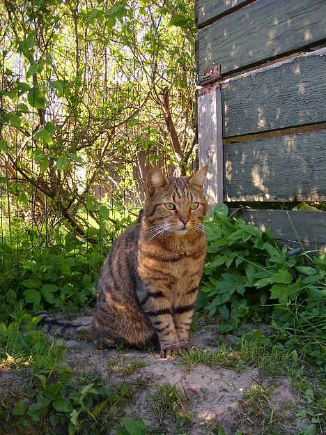 Huskat Hugo billede 16