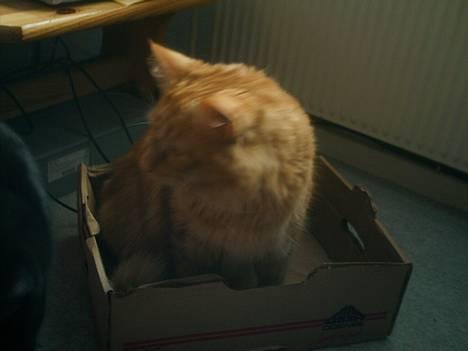 Blanding af racer Garfield billede 11