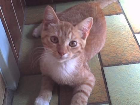 Blanding af racer Sara - Hej og velkommen til min profil! :] billede 1