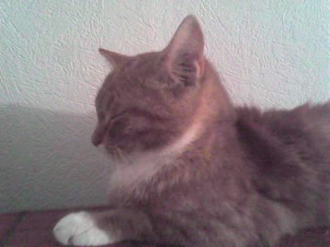 Blanding af racer Sara - Ihh altså! Jeg gider ikke de billeder liiiige nu.. billede 2