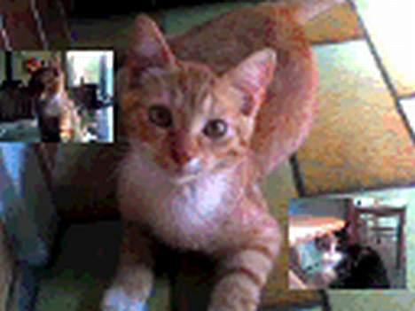 Blanding af racer Sara - Uhh, hvad er det? billede 3