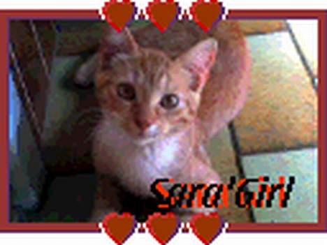 Blanding af racer Sara - Sara Girl ! billede 4
