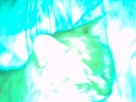 Blanding af racer Sara - Orv ! Seejt  billede 5