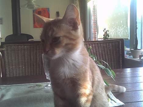 Blanding af racer Sara - Jeg er da smuk?  billede 6