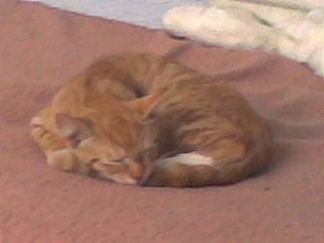 Blanding af racer Sara - *Gaaaaab* billede 7