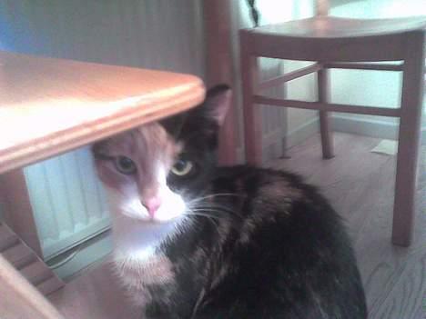 Blanding af racer Pjok - Hej pjok! billede 10