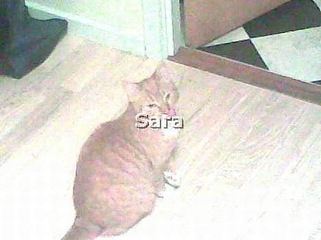 Blanding af racer Sara - Noget moar lavede :D! billede 8