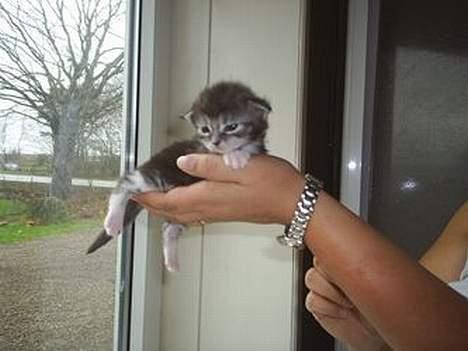 Maine Coon DK frøik amigo - 15 dage gammle billede 9