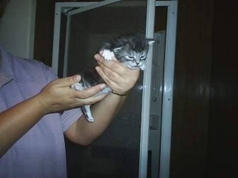 Maine Coon DK frøik amigo - 21 dage gammle billede 10