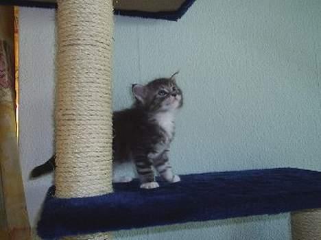 Maine Coon DK frøik amigo - 37 dage gammle er jeg nu uhha jeg bliver stor billede 11